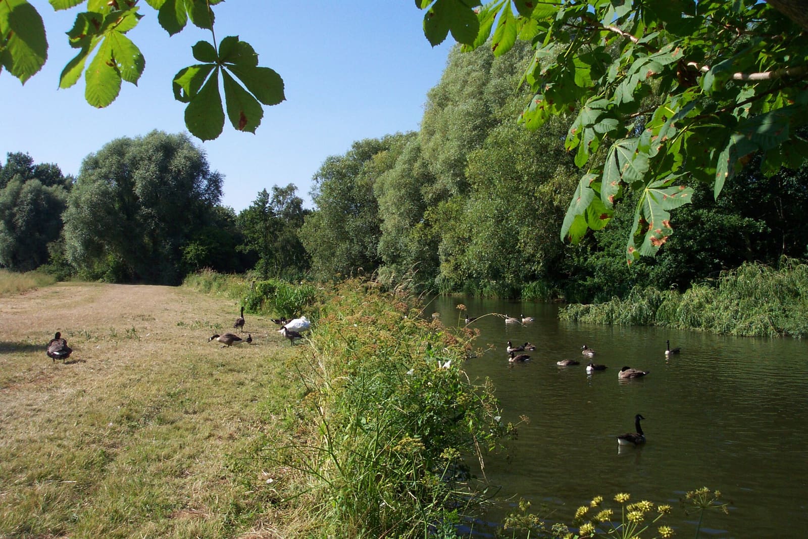 University of Reading campus